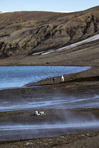 请享用看企鹅受天然的温泉在南极洲火山坑岸上进行蒸汽浴欺骗图片