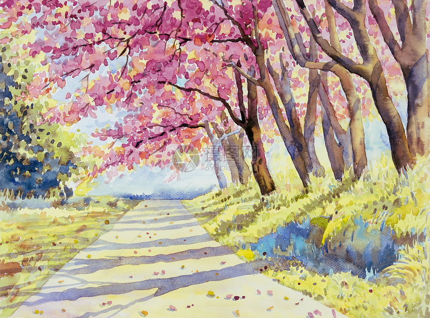优质的叶子隧道清晨野黑沙拉扬樱桃路边的粉红色有着古老的情感云彩背景手绘画美丽自然风貌在泰国冬季的节标志图片