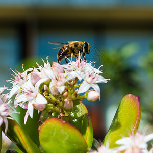 黄色的在马德拉一家旅馆花园收集蜂蜜从一个玉树厂采集花粉腹部垂死图片
