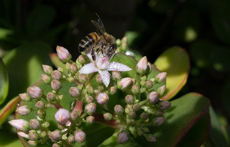 美丽绽放毛马德拉一家旅馆花园的玉树上蜜蜂图片