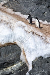 冰川寒冷的企鹅夫妇在高速公路上爬冰雪泥土的山峰有色图片