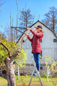 闲暇草地年轻的一位女子站在花园的继梯上修剪树木的稻草人则站立在树丛上一名年青女子站在园上的扶梯在树林里爬起脚踏板背景