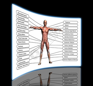 哈尔马格皮肤马格纳斯生物学高分辨率概念或3D人类解剖学和肌肉作为人体的比喻孤立在白色背景上设计图片