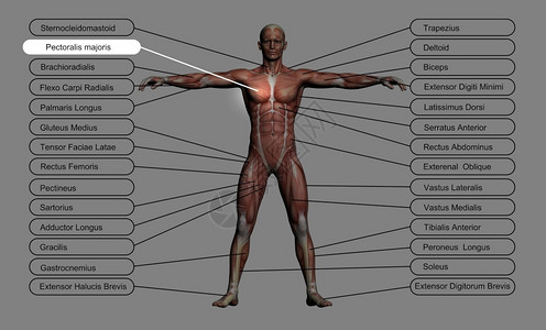 阔叶直肌内收高分辨率概念或3D人类解剖学和肌肉以灰色背景隔离作为人体的比喻指尖设计图片