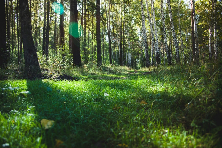 针叶林初夏的早晨草地上露水蛴螬林地新鲜的图片