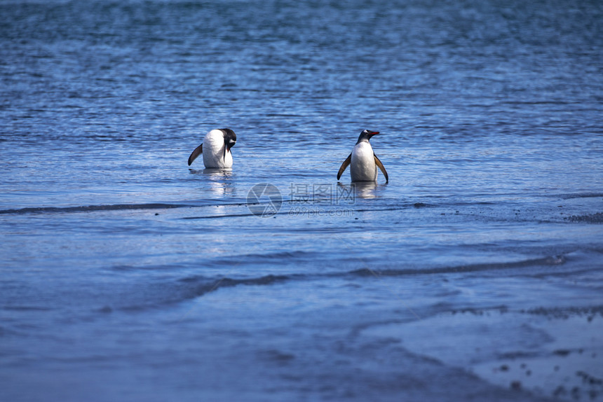 深的在南极火山湖蓝温泉水中洗澡时可爱企鹅放松了下来鸟海图片