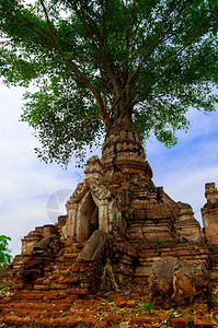 雨林在小型寺庙的古老上种植一棵树喜宝文化图片