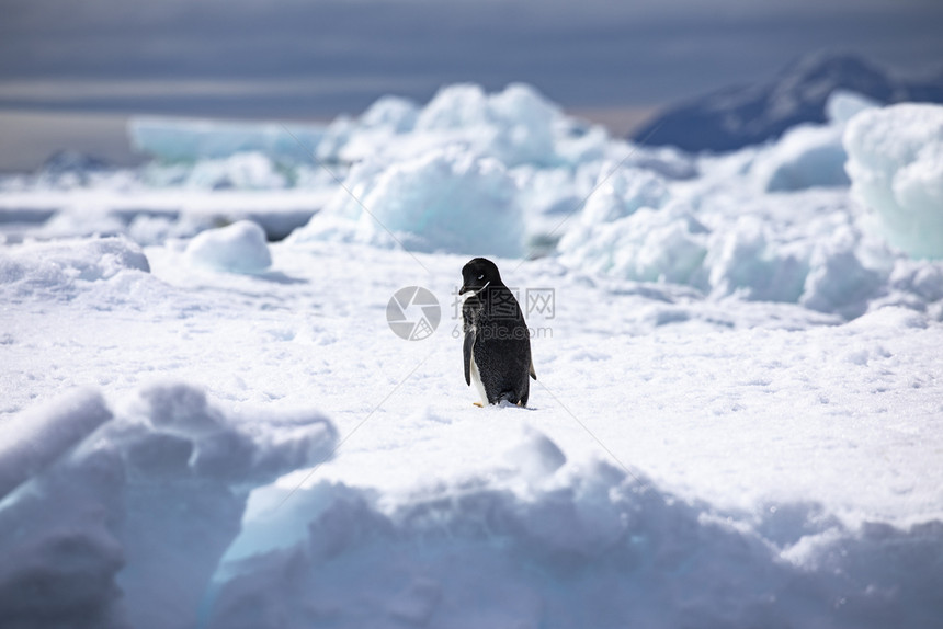 阿德利家庭有趣的企鹅在白蓝冰山前转过头来肩上看相似的图片