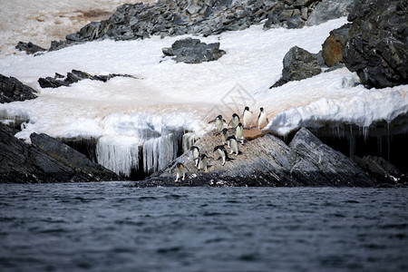 阿德利企鹅稀有的家庭等待一群企鹅焦急地思考蓝水中是否有危险存在背景