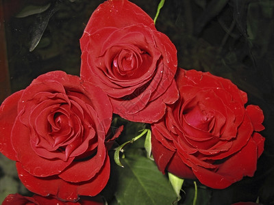 盛开的红玫瑰花朵图片