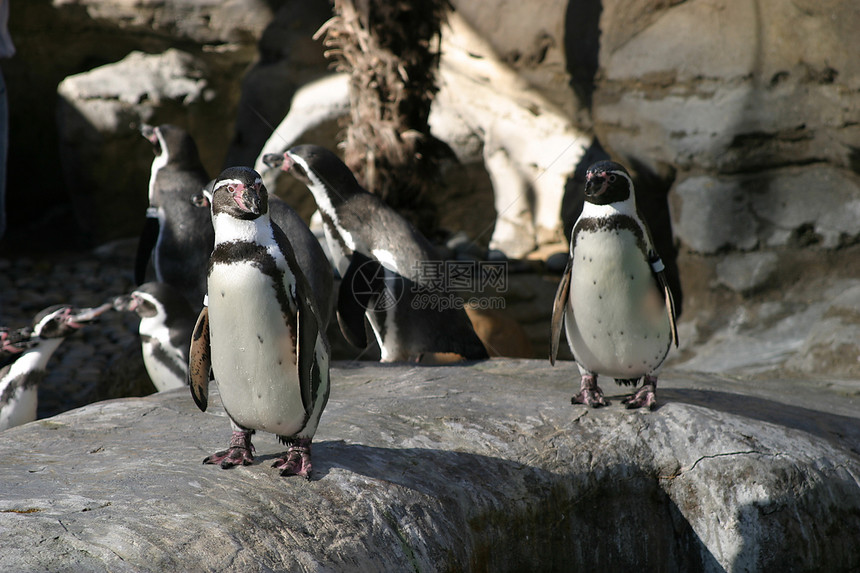 Humboldt企鹅(4685)图片