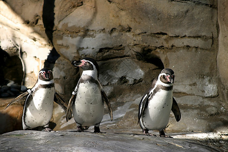 洪堡企鹅Humboldt企鹅(4677)背景