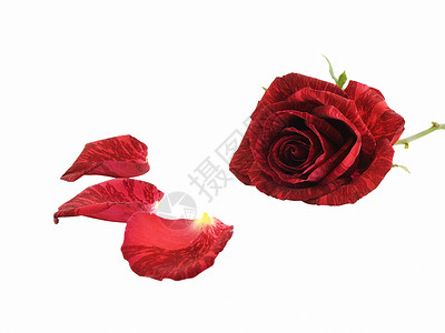 红玫瑰和百条背景图片