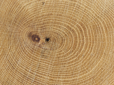 树林日志木头戒指横截面生长木材年轮背景图片