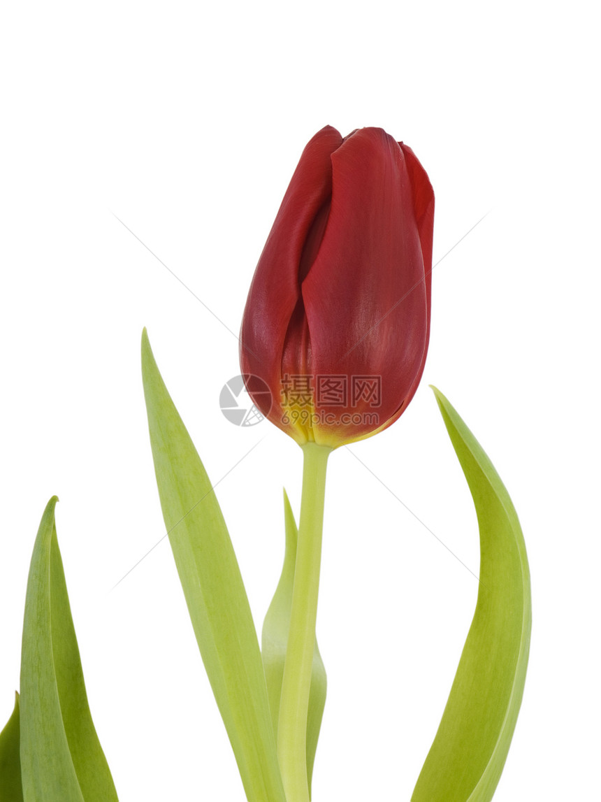 红色郁金图郁金香花瓣白色植物植物群图片