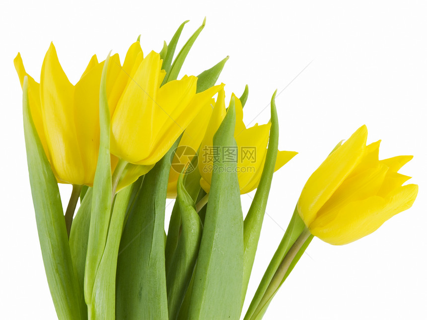 黄色郁金花郁金香白色花朵植物群图片