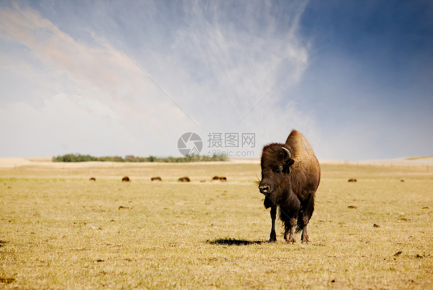 水牛城野牛草原旅游奶牛哺乳动物野生动物国家牧场动物乡村图片