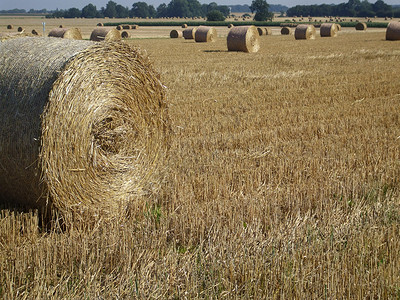 细草农业面包国家小麦收成滚筒场地活动背景图片