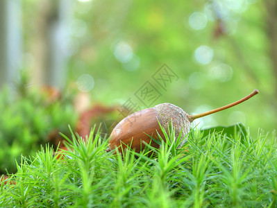 橡果季节吸盘绿色苔藓橡木坚果生长森林橡树背景图片