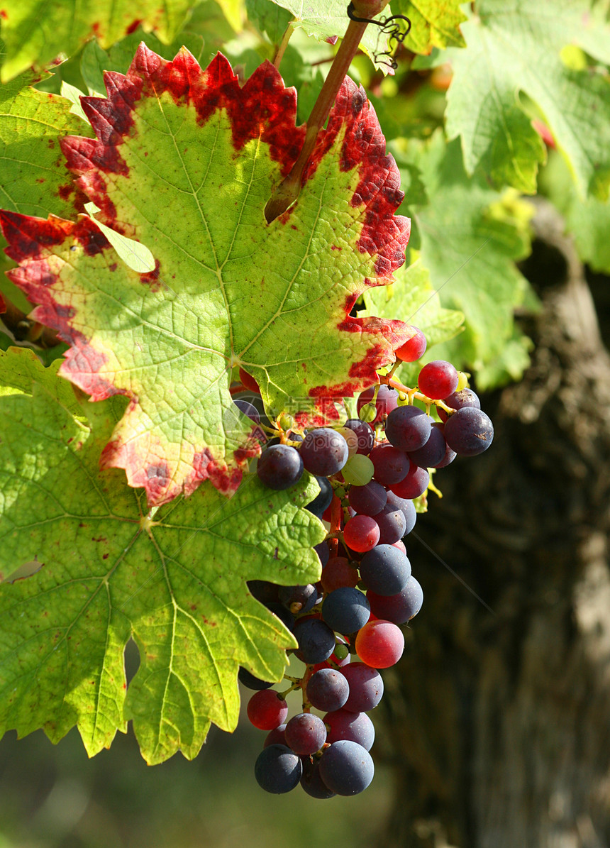紫葡萄细节酿酒浆果葡萄园酒厂叶子绿色水果藤蔓栽培红色图片