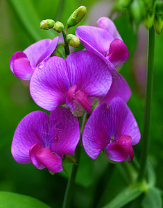 甜豆梨植物蔬菜邮政花束香椿花瓣兰花荒野粉色花园高清图片