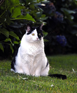 黑色猫素材宠物猫白色幼儿黑色短发耳朵条纹猫科毛皮小猫爪子背景