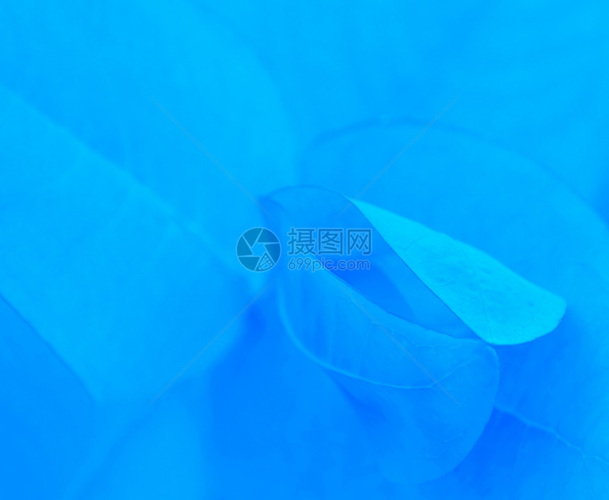 梦幻Leaf蓝色图片