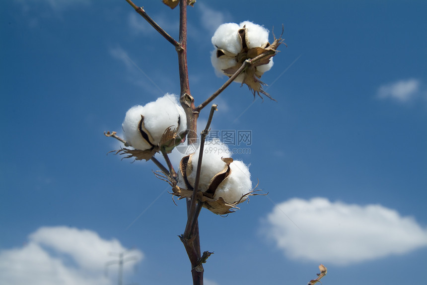 棉花处植物学生长农场环境成长枝条纺织品庄稼场地柔软度图片