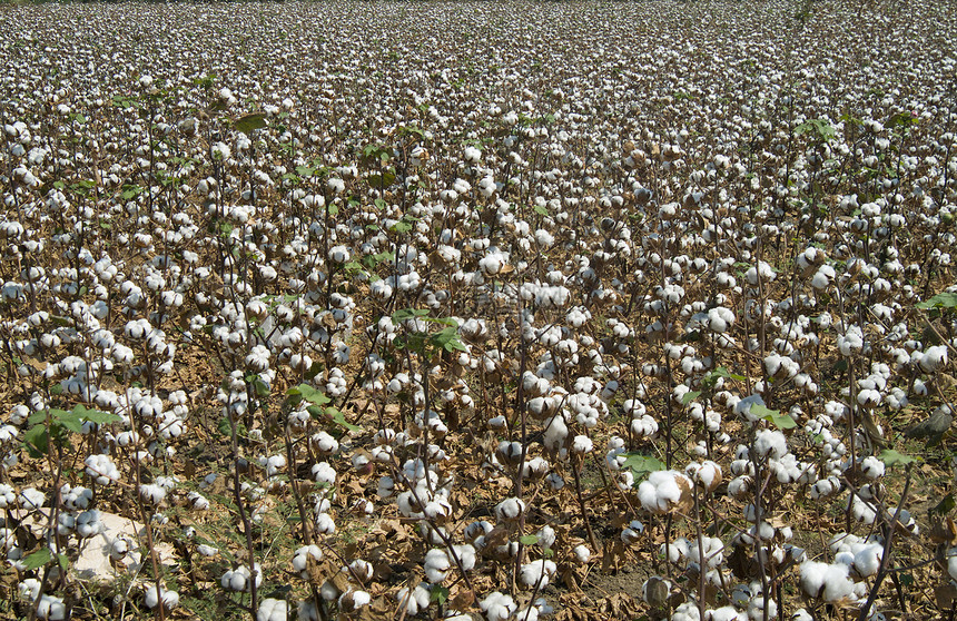 棉花领域纺织品生长枝条庄稼成长农作物过敏柔软度文化天蓝色图片