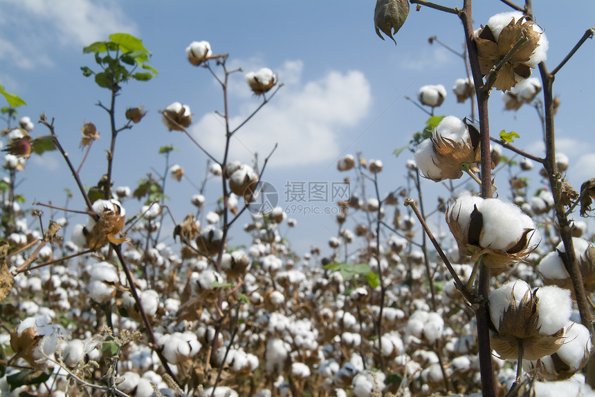 棉花领域栽培农场文化材料成长场地枝条生长农作物过敏图片