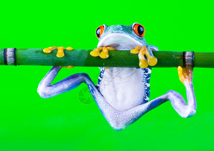 青蛙动物叶子树蛙动物群宠物宏观红眼大眼睛野生动物眼睛背景图片