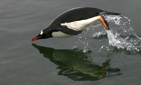 企鹅跳动飞翔企鹅图片素材
