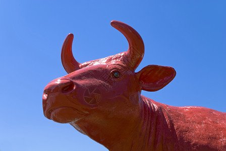 红牛牛角塑料材料蓝色乐趣农场合成家畜红色哺乳动物背景图片