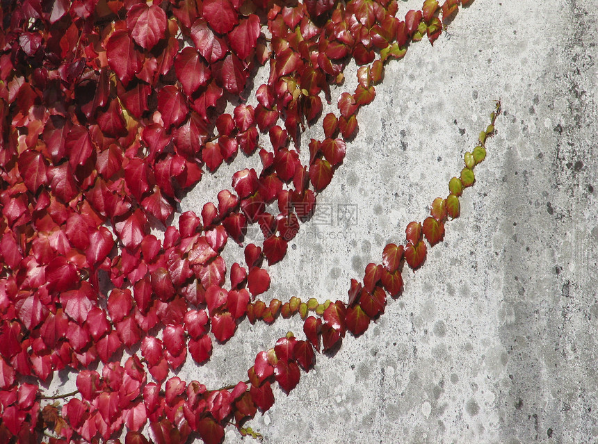 墙上的红叶蠕变爬山虎植物群植物红色图片