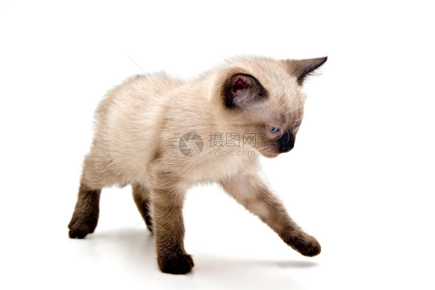 小猫咪幼儿动物宠物胡须小猫小路猫科家庭短发兽医图片