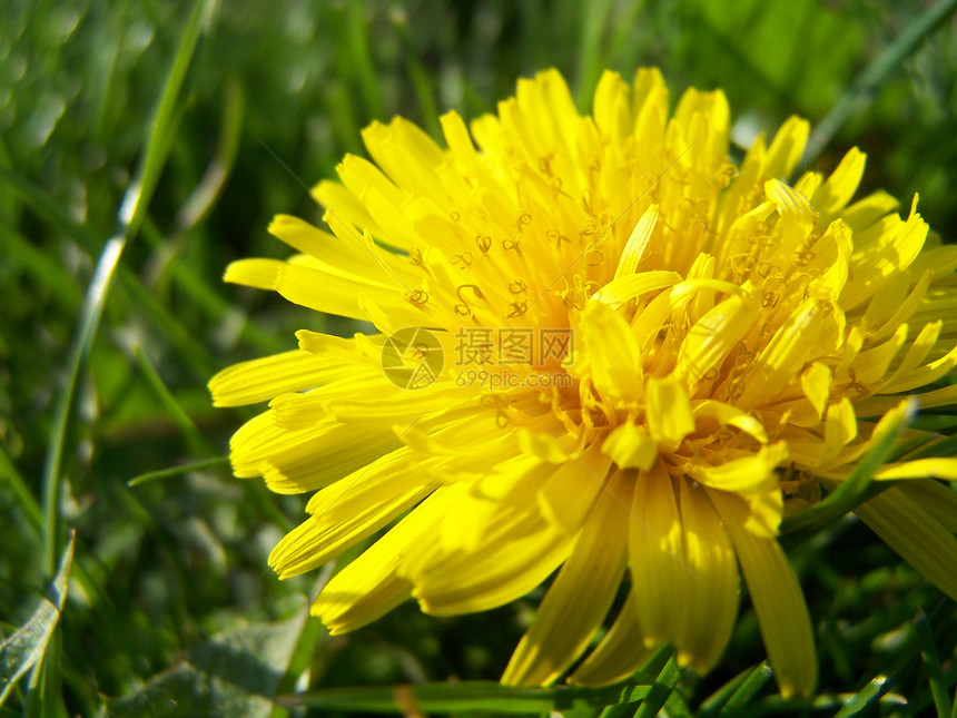 dandelion 宏绿色晴天宏观植物群生长黄色花朵花园杂草花瓣图片