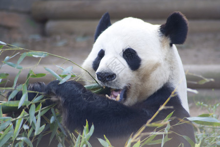 熊猫吃竹子哺乳动物甘蔗濒危毛皮背景图片