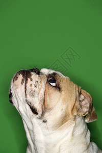 英国斗牛犬肖像绿色工作室哺乳动物犬类斗牛犬照片动物家畜势利背景图片
