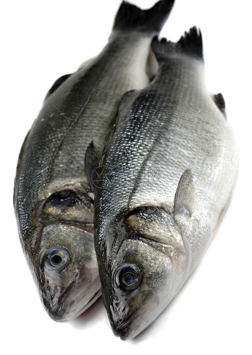 2个海低音饮食营养鲈鱼灰色眼睛食物斑点海洋图片