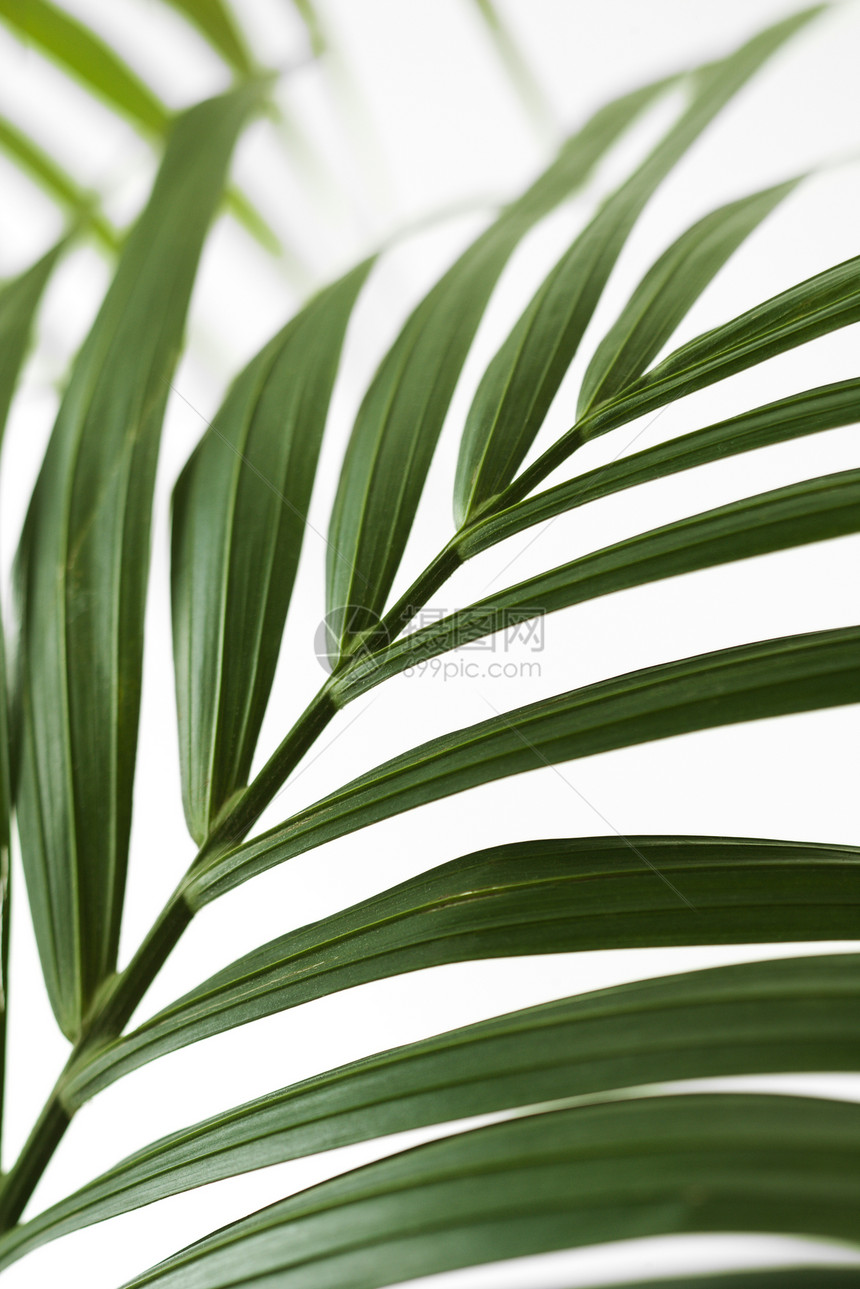 棕榈峰棕榈植物生长照片图片
