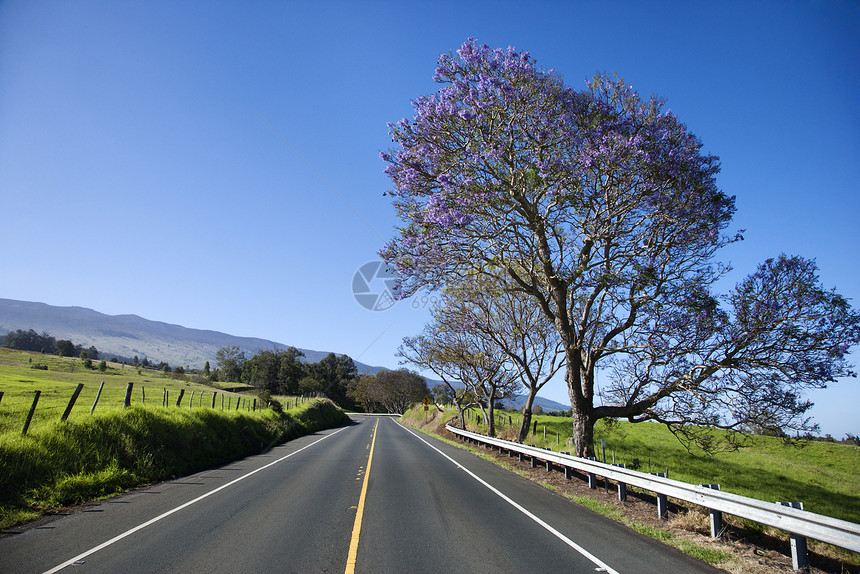 在毛伊与Jacaranda树一起走的路车道运输旅行水平照片园艺公路风景图片