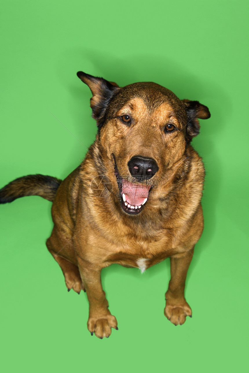 混合品种棕色狗肖像宠物动物犬类笨蛋眼神短发混种绿色微笑照片图片