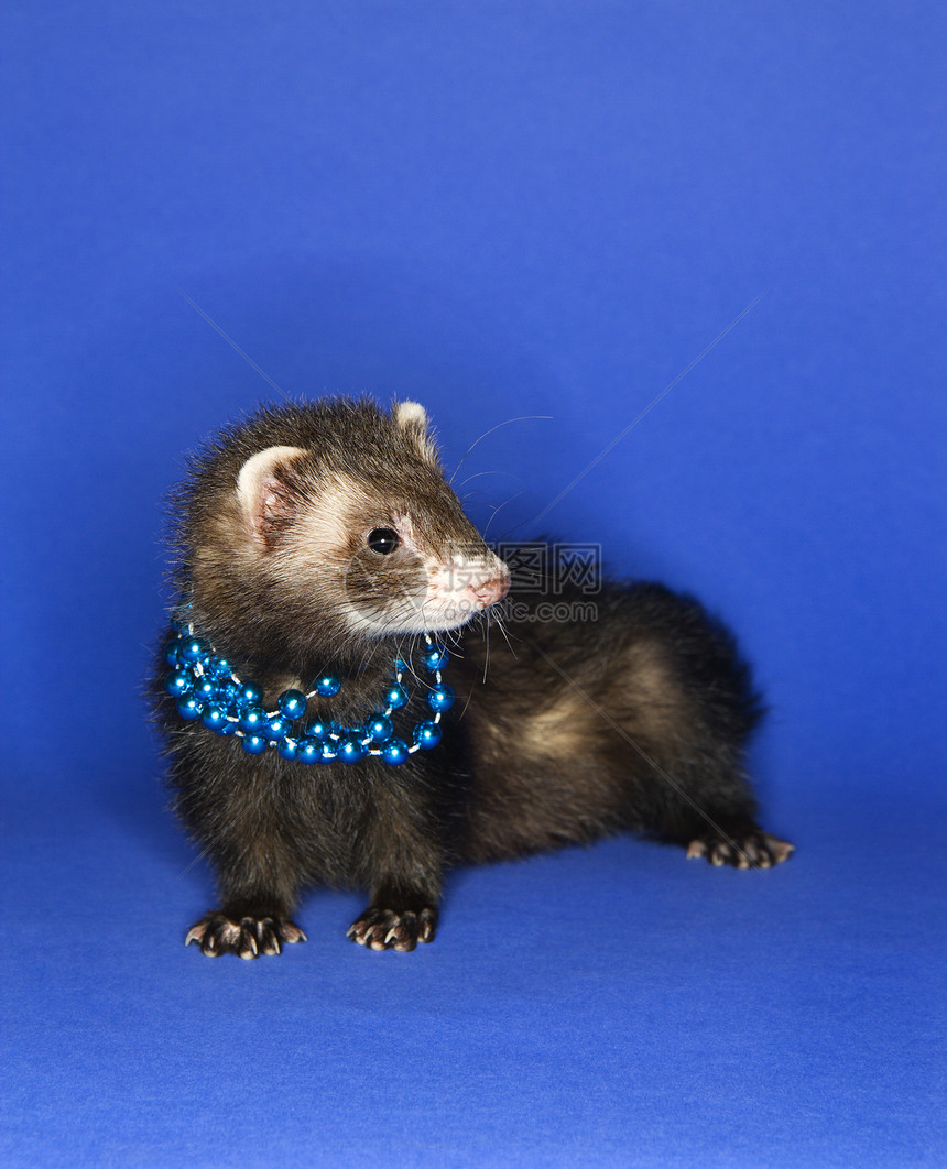 穿蓝色项链的Ferret异国哺乳动物配饰宠物打扮雪貂棕色照片装饰动物图片