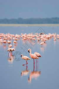 水的鸟火烈鸟社会粉色荒野旅行风景鸟类羽毛团体野生动物反射背景