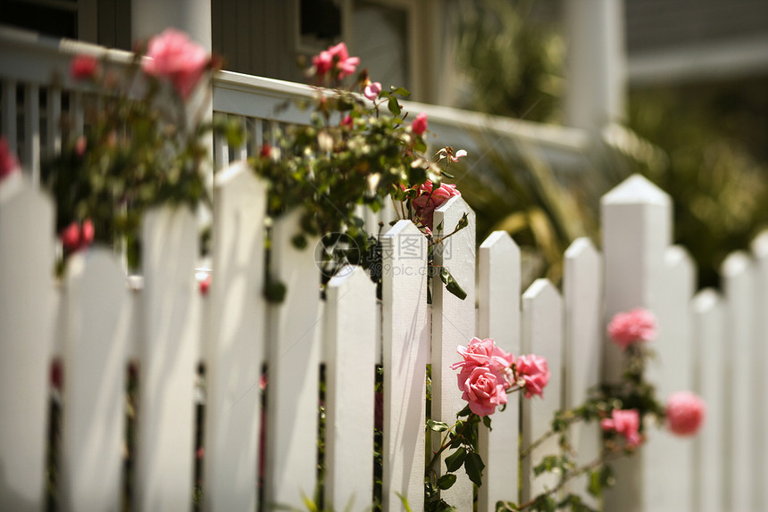 玫瑰在篱笆上生长假期照片粉红玫瑰花园旅行院子栅栏植物图片