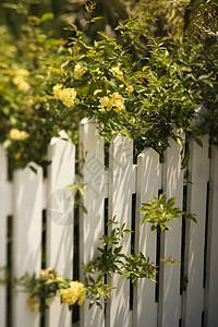 玫瑰在篱笆上生长院子照片植物旅行黄玫瑰假期栅栏花园背景图片