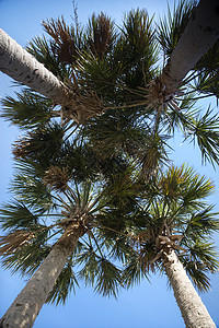 棕榈树热带视角照片蠕虫棕榈背景图片