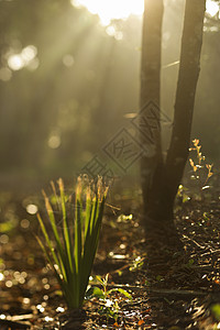 森林里的光线环境树木生长太阳光照片阳光梦幻太阳植物背景图片