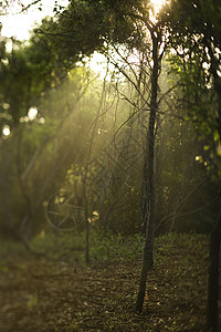 森林里的光线梦幻太阳光树木阳光环境太阳照片背景图片