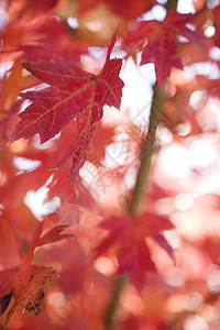 红色秋天的树叶背景图片